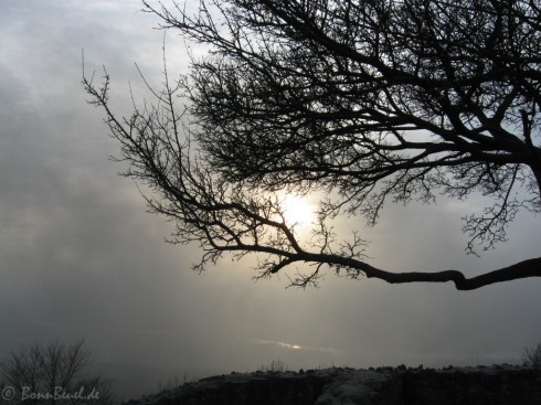 SonneBaum und Rauchwolke