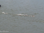 21. Bonn Triathlon | 12.06.2011
