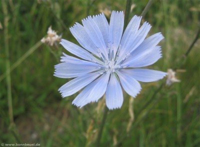 Blume am Rhein Beuel