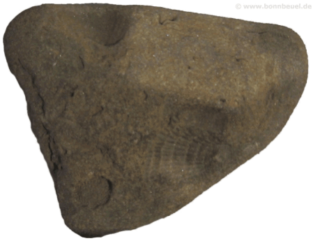 Vorschaubild - Fossil Beueler Rheinufer