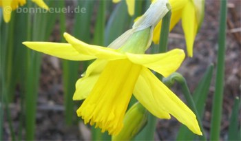 Frühling in Bonn Beuel