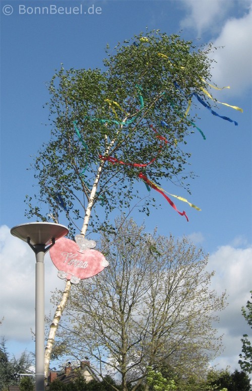 Maibaum in Bonn Beuel