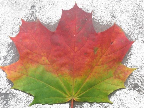 Herbst 2008 Bonn Beuel