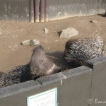 Stachelschweine