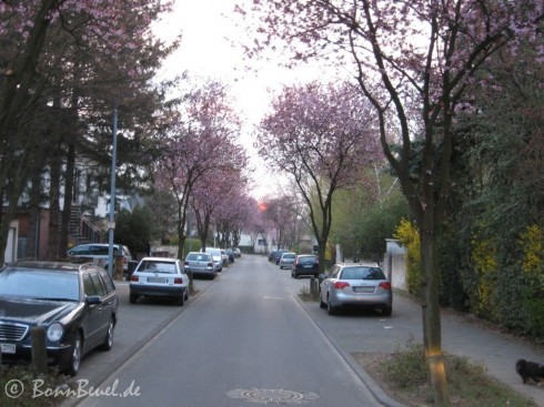 Ernst-Moritz-Arndt-Straße - 06.04.2009