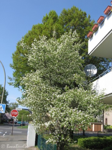 Limpericher Straße / Goetheallee