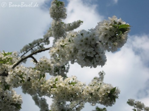 Kirschblüte - 10. April 2009