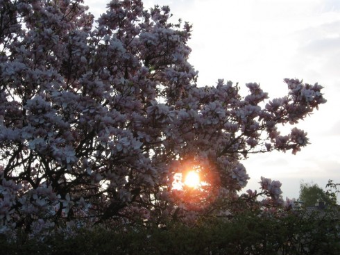 Tulpen-Magnolie - Sonnenaufgang am 11.04.09