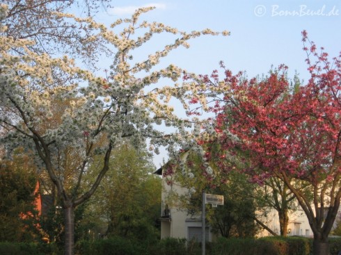 Kirschblüte in Beuel (Heinrich-Heine-Straße)