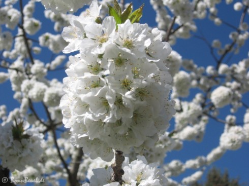 Projekt 52: Wahnsinn - Kirschblüte