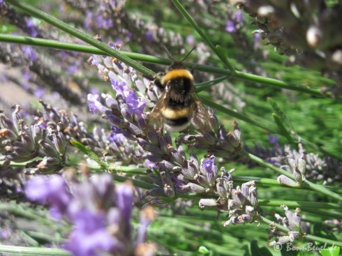 Superhelden Projekt 52 - Hummel