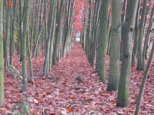 Projekt 52: Ich glaub ich steh im Wald - 31.10.09