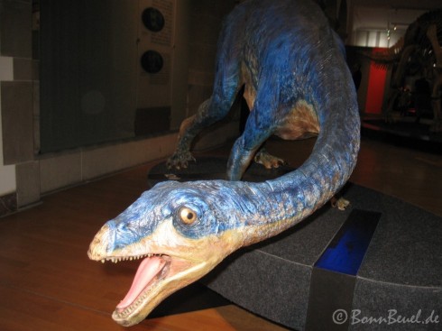 Adeopapposaurus im Museum König - 28.12.09