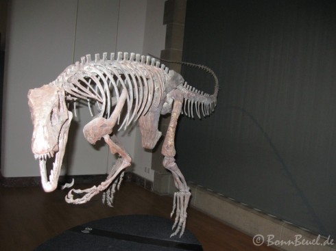 Herrerasaurus im Museum König - 28.12.09