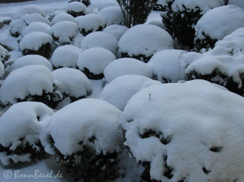 Schneehügel auf kleinen Buchsbäumen